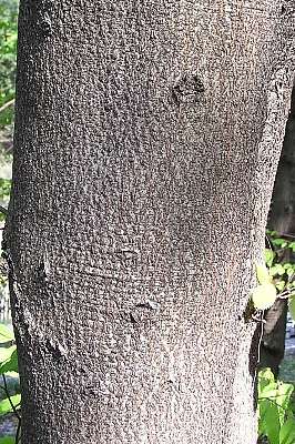 樹肌 樹皮 ブナ科 気ままに自然観察