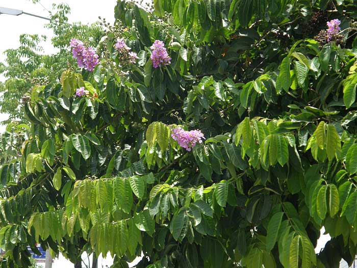 オオバナサルスベリ ミソハギ科 樹の花図鑑 気ままに自然観察