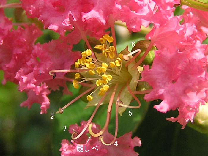 サルスベリ ミソハギ科 樹の花図鑑 気ままに自然観察